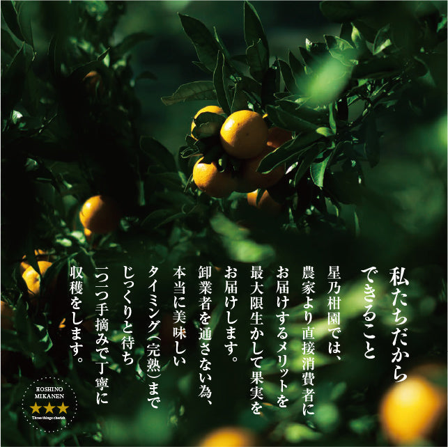 星乃せとか【木成り完熟みかん/サイズ混合/訳あり】3kg