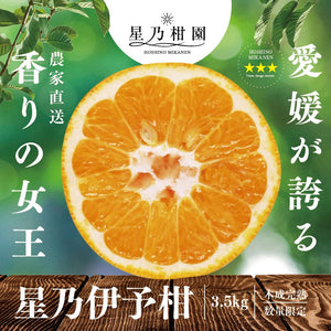 星乃伊予柑【木成り完熟みかん/サイズ混合】3.5kg