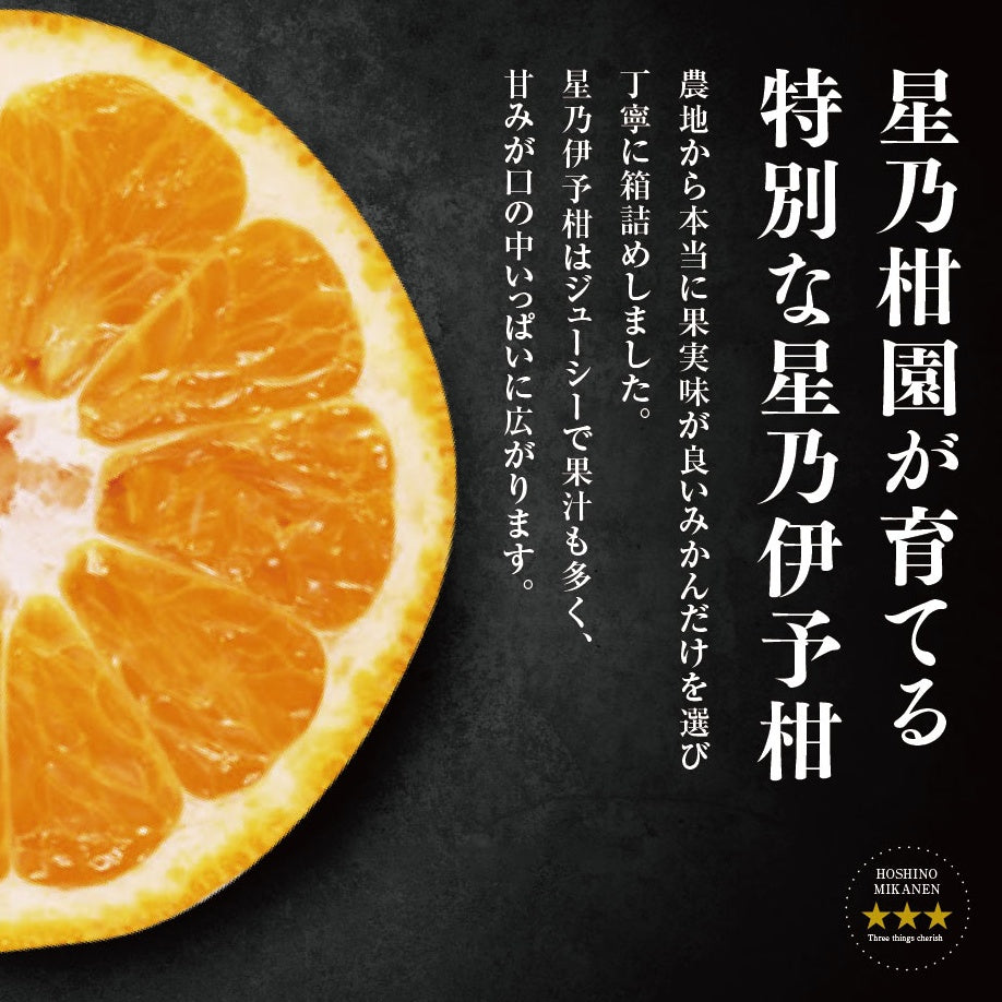 星乃伊予柑【木成り完熟みかん/サイズ混合】3.5kg