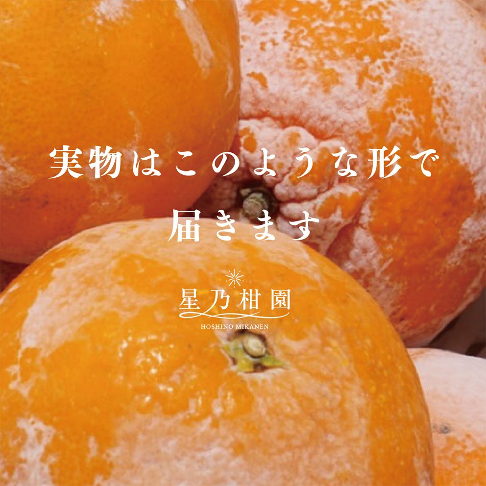 冷凍まるごと星乃デコ【木成り完熟みかん/不知火】2kg